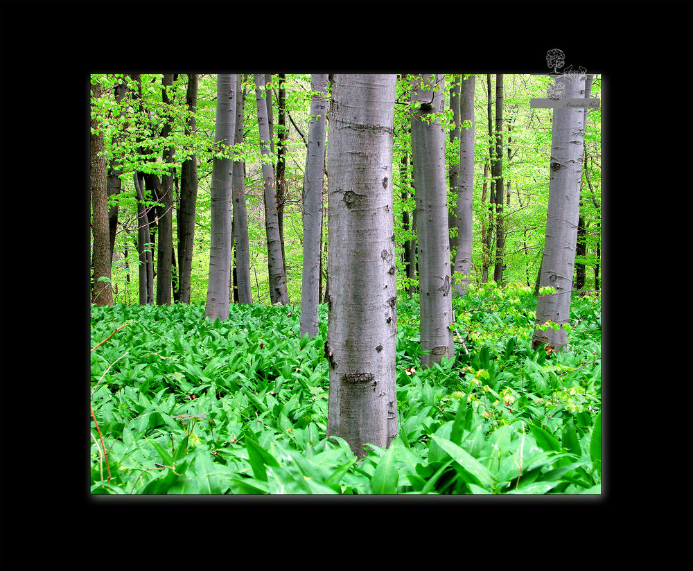 Im Auge des Wolfes 4.JPG