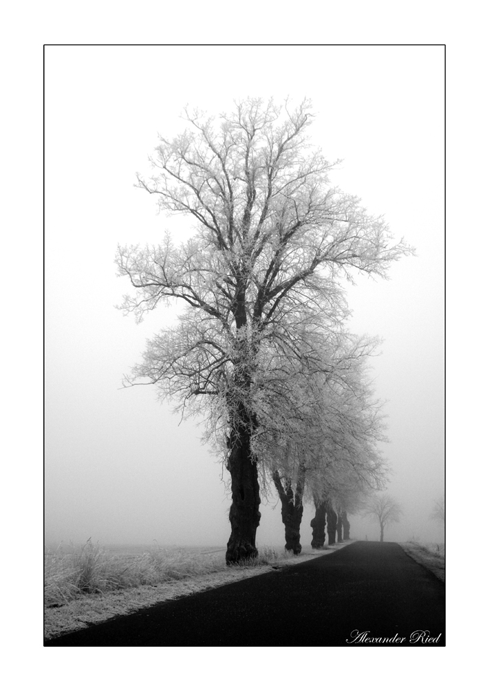 Im Auge des Wolfes 4.JPG