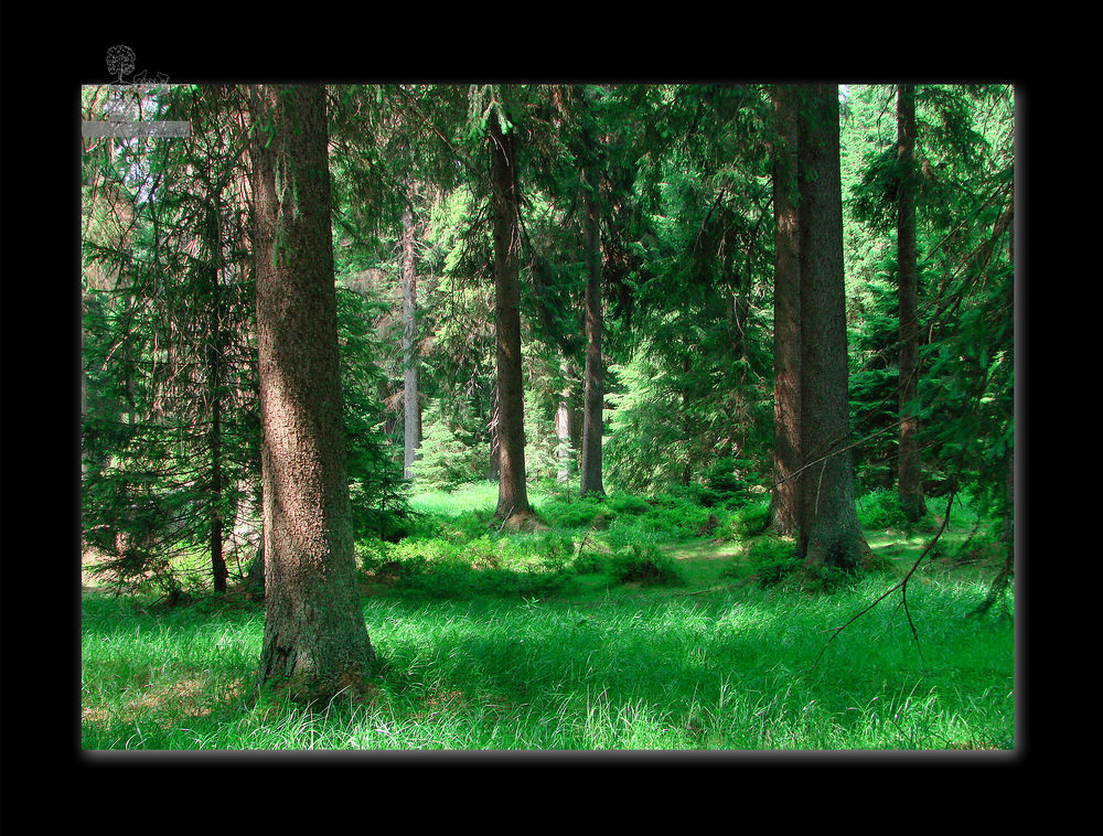 Im Auge des Wolfes 4.JPG