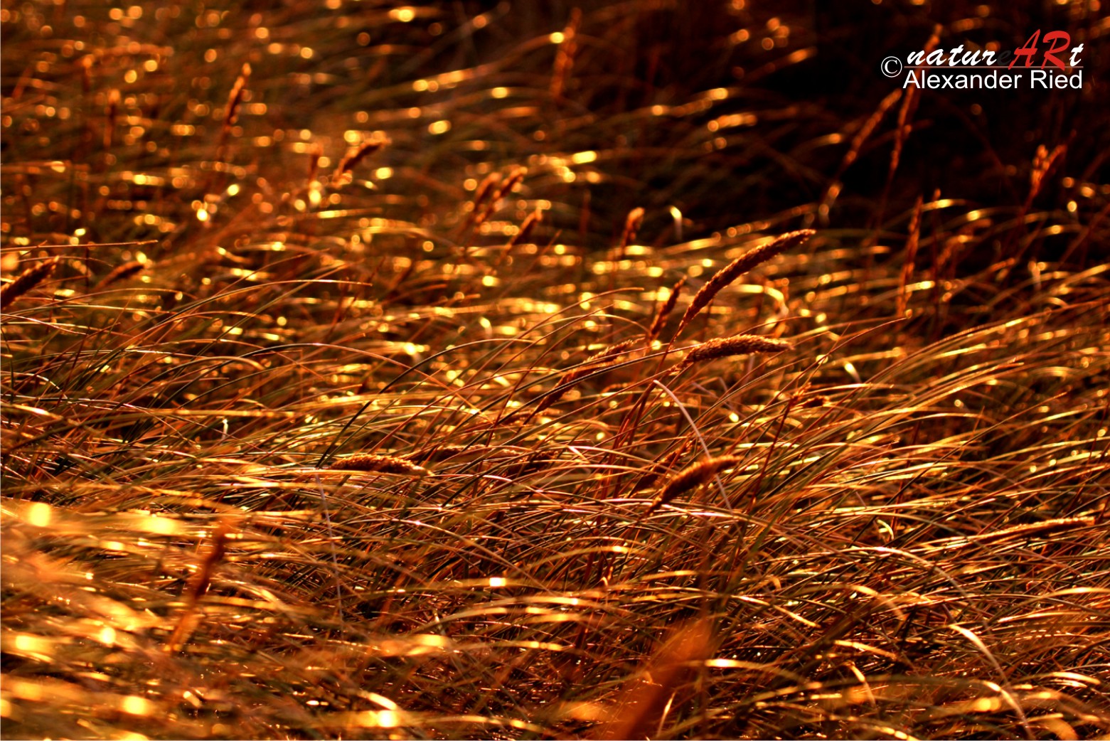 Im Auge des Wolfes 4.JPG