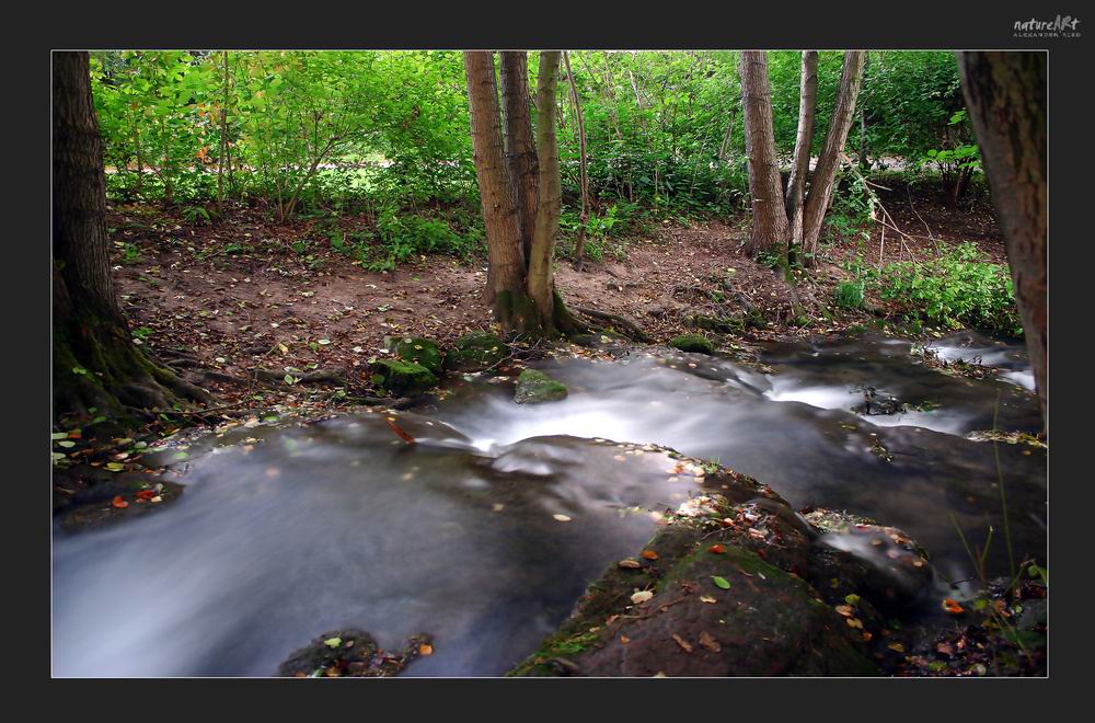 Im Auge des Wolfes 4.JPG