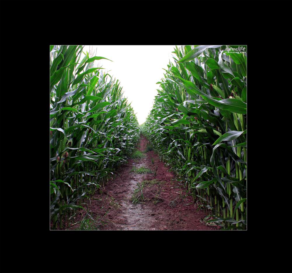 Im Auge des Wolfes 4.JPG