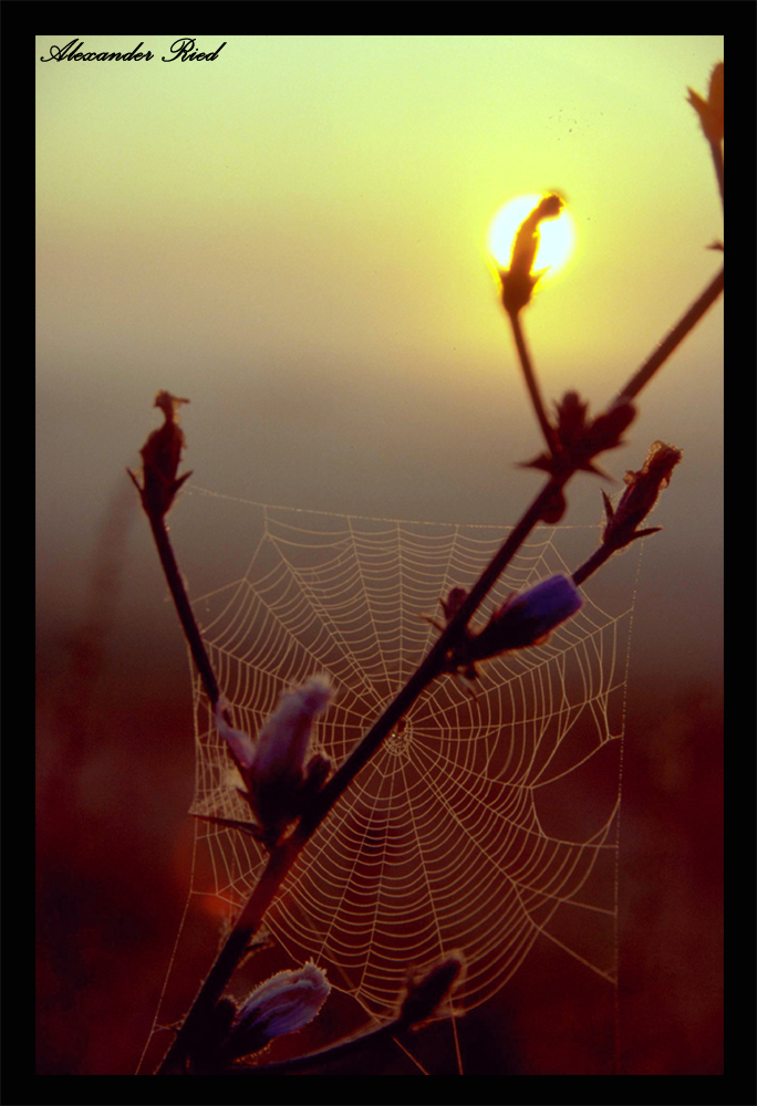 Im Auge des Wolfes 4.JPG