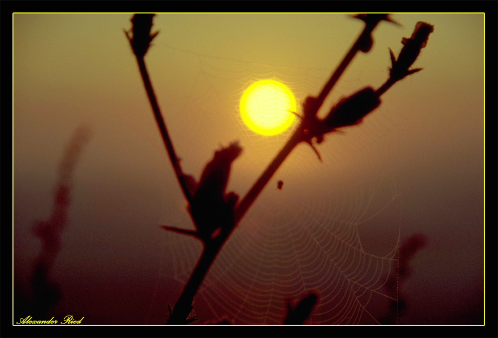 Im Auge des Wolfes 4.JPG