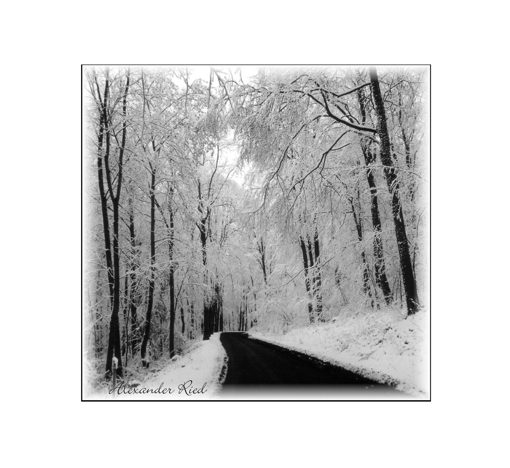 Im Auge des Wolfes 4.JPG