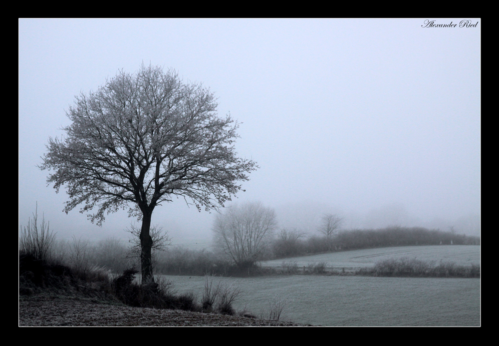 Im Auge des Wolfes 4.JPG