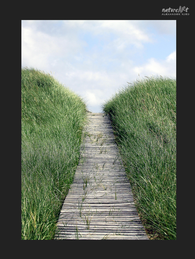 Im Auge des Wolfes 4.JPG